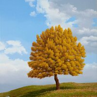 L'automne arrive, huile sur bois, 76x120cm, 2017