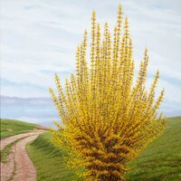 Le Forsythia , huile sur bois, 76x120, 2017