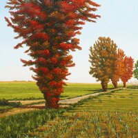 Le chemin des arbres